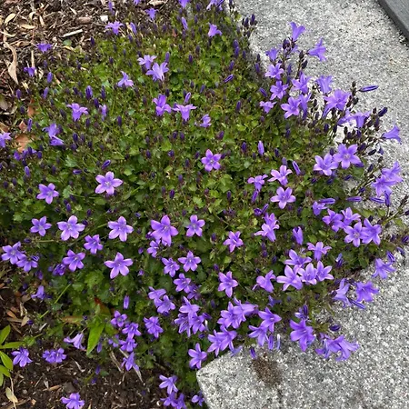 ホテル Stoneywood Haven, Galway *