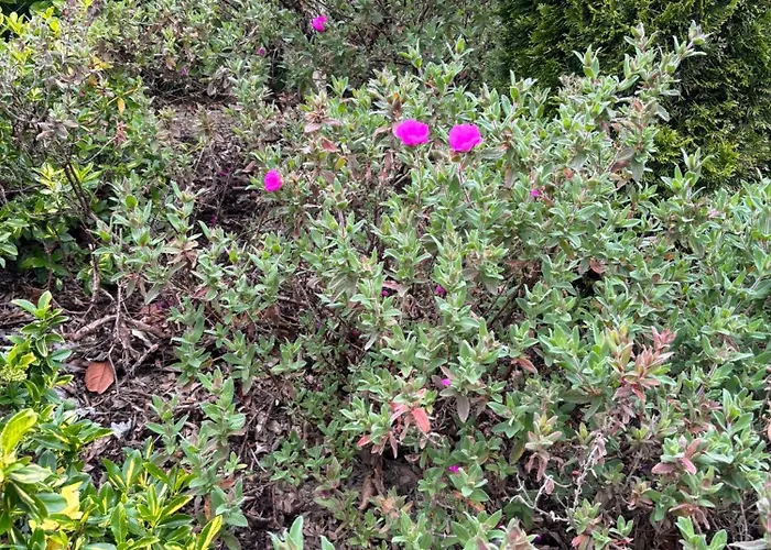 Hotel Stoneywood Haven, Galway